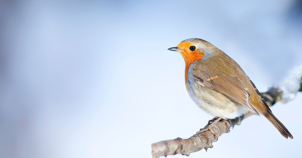 The Sound Of A Robin