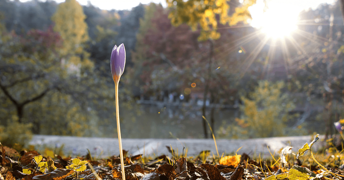 Time For Rebirth and Renewal 